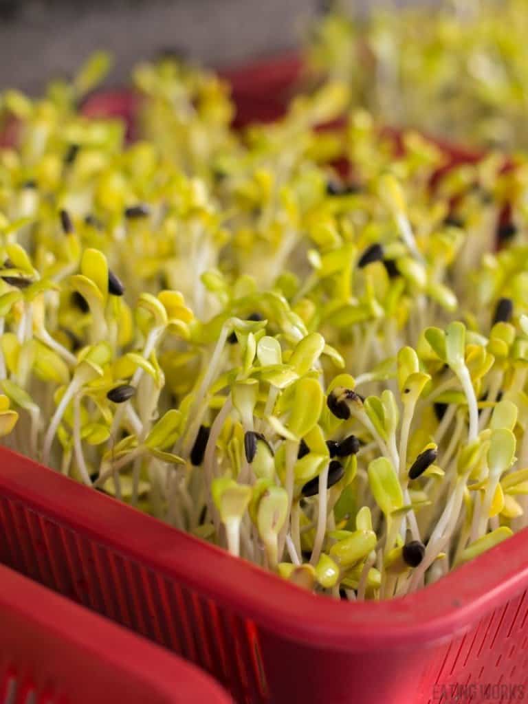 sunflower sprouts sprouting